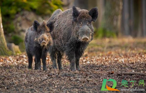 遇到野猪怎么自救(遇到野猪怎么逃生)