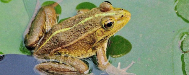 养殖的青蛙吃什么(青蛙养殖主要吃什么)