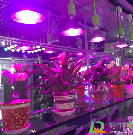 植物补光灯什么颜色的比较好(如何挑选植物补光灯) 植物补光灯什么颜色的比较好(如何挑选植物补光灯)
