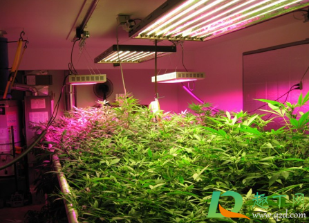 植物补光灯什么颜色的比较好(如何挑选植物补光灯)