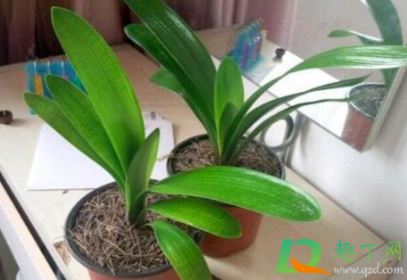 植物补光灯能给君子兰用吗(日光灯能给君子兰补光么)