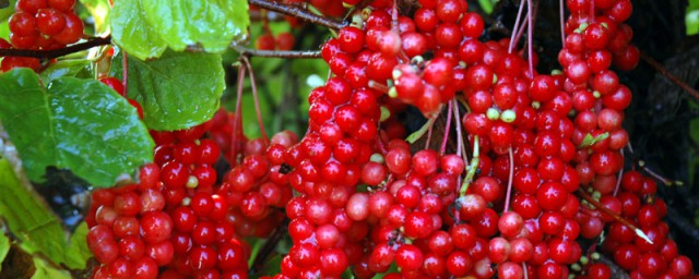 五味子有安神的功效(五味子安神颗粒副作用)