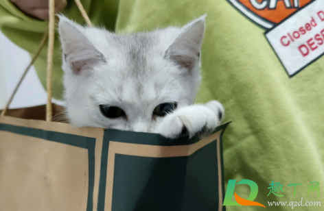 猫瘟是怎么引起的(猫瘟是怎么引起的?)