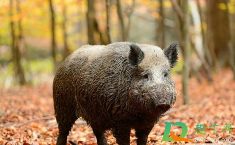 南京野猪进哪个奶茶店(南京茶野奶茶)