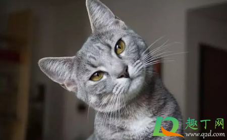 猫瘟病毒在84消毒液可以存活多久(猫瘟病毒能用84消毒液杀死吗)