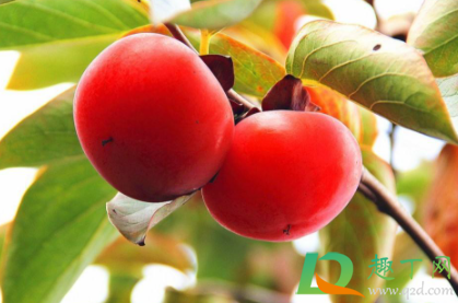 柿子不能和什么一起吃相克(柿子与什么不能吃相克)