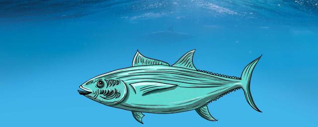 在黑坑怎么钓滑口青鱼？(浅水黑坑钓青鱼)