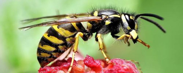 蜜蜂快速繁殖的的条件(蜜蜂的繁殖技术)