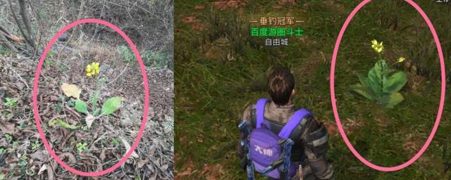 明日之后芒果班戟怎么获得方法步骤(明日之后芒果班戟怎么兑换)