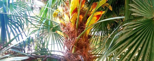 棕榈的价值(棕榈树的价值)