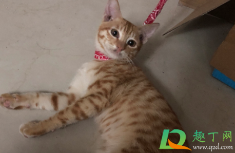 猫瘟多久传染给另一只猫(猫瘟多久传染给别的猫)