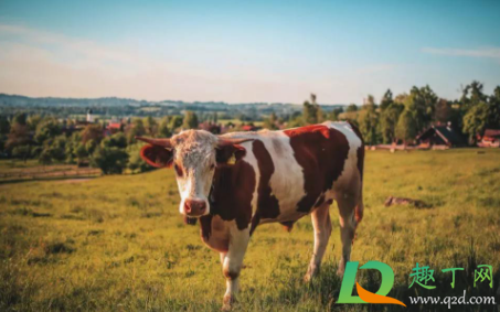 2021农历七月的牛命运怎么样(2021年阴历七月的牛命好吗)