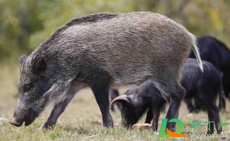 南京野猪为什么那么多(南京野猪从哪里来的)