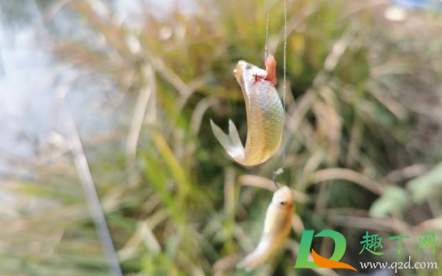 长江10年禁渔期可以钓鱼吗(长江长江禁渔十年禁渔期关于钓鱼的规定) 长江10年禁渔期可以钓鱼吗(长江长江禁渔十年禁渔期关于钓鱼的规定)