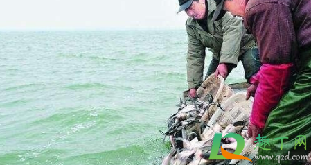 长江10年禁渔期可以钓鱼吗(长江长江禁渔十年禁渔期关于钓鱼的规定) 长江10年禁渔期可以钓鱼吗(长江长江禁渔十年禁渔期关于钓鱼的规定)