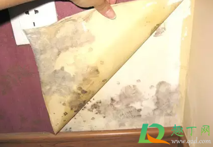 房间喷了除霉剂多久可以睡觉(用除霉剂多久可以入睡) 房间喷了除霉剂多久可以睡觉(用除霉剂多久可以入睡)