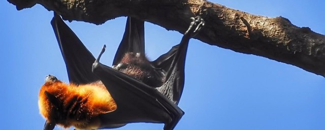 现生物种类共有多少种(现存生物种类)