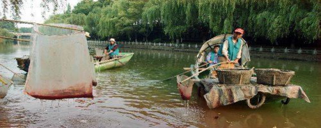 红虫如何养殖(红虫的养殖技术)