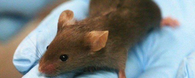 老鼠有什么危害(老鼠有什么危害?)