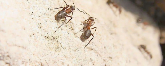 教你怎么驱赶(用什么驱赶)