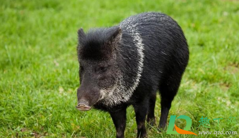 遇到野猪怎么自救(遇到野猪怎么逃生)