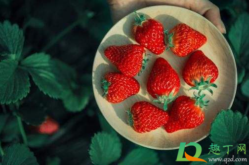 草莓洗了可以明天吃吗(草莓洗过之后必须当天吃掉吗)