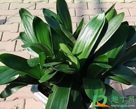 植物补光灯能给君子兰用吗(日光灯能给君子兰补光么)