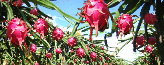 火龙果是凉性水果(火龙果是凉性水果还是性水果)