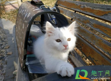 猫瘟病毒会附着在衣服上吗(猫瘟病毒会附着在物体上传给猫吗)