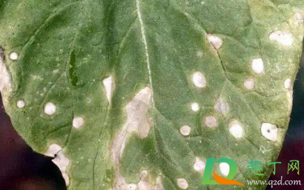 白菜叶子干枯是什么病(白菜叶边干枯是怎么回事) 白菜叶子干枯是什么病(白菜叶边干枯是怎么回事)