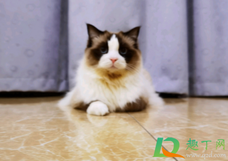 为什么猫瘟熬过七天就好了(猫瘟坚持7天就好了吗)