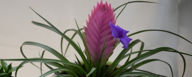 一年开一次花(玫瑰花一年开一次花)