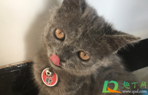 猫会无缘无故的猫瘟吗(猫咪会不会无缘无故的猫瘟)