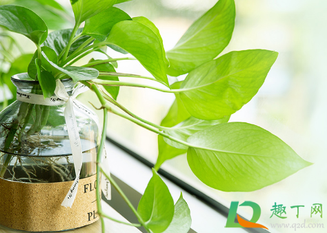 花卉营养液有保质期吗(养花营养液会过期吗?) 花卉营养液有保质期吗(养花营养液会过期吗?)