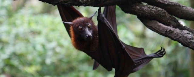 如何搜寻食物(寻找食物叫什么)