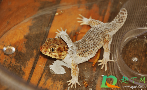 壁虎会在家里做窝繁殖吗(一只壁虎会不会在家里繁殖)