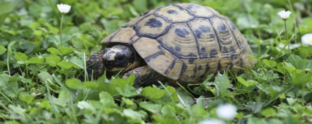 如何养乌龟(如何养乌龟?乌龟喜欢吃什么?)