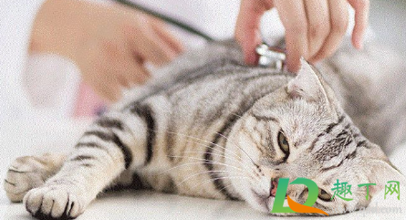 美短如何预防心脏病发病(美短心脏病发作怎么急救) 美短如何预防心脏病发病(美短心脏病发作怎么急救)