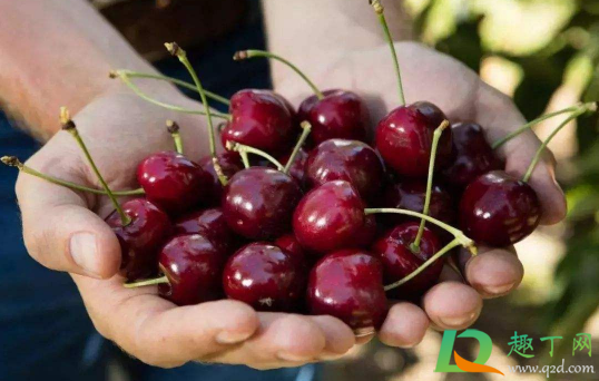 车厘子最大是什么型号的(车厘子各种型号)