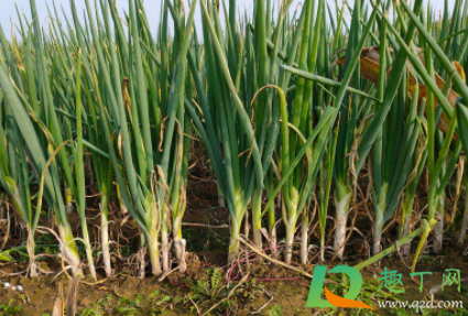 2021年种大葱能挣钱吗(2021年种洋葱挣钱) 2021年种大葱能挣钱吗(2021年种洋葱挣钱)