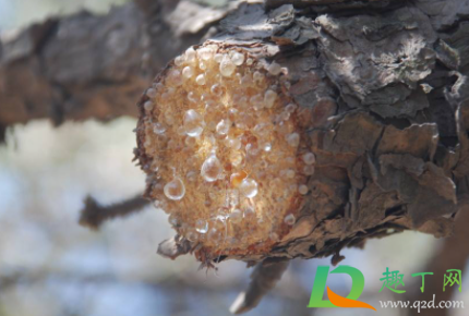 松树滴下来的胶在衣服上怎么洗(松针树胶粘衣服上怎么洗)