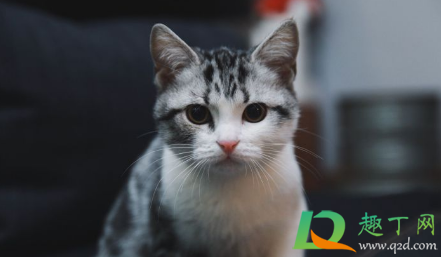 美短如何预防心脏病发病(美短心脏病发作怎么急救)