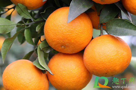 爱媛38号果冻橙产地在哪里(爱媛38号果冻橙是哪里的)