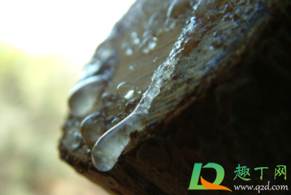 松树滴下来的胶在衣服上怎么洗(松针树胶粘衣服上怎么洗)