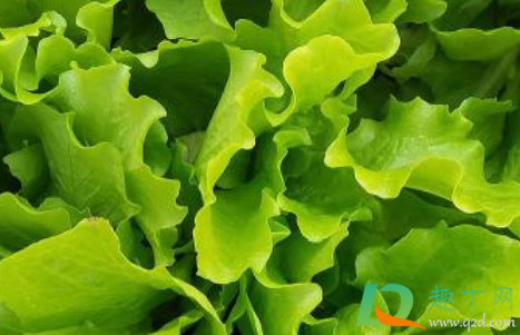 留种的生菜什么时间收获(如何种生菜什么时间种)