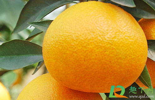 爱媛38号果冻橙多少钱一斤(爱媛果冻橙一斤大概几个)