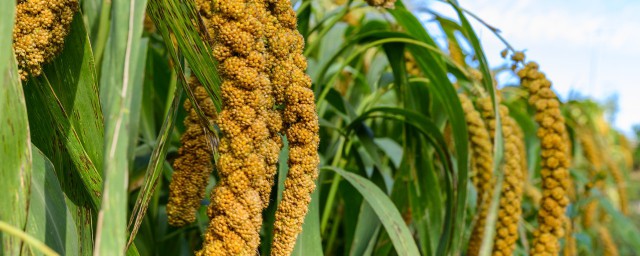 谷物一般什么时候种(谷物什么时候成熟)