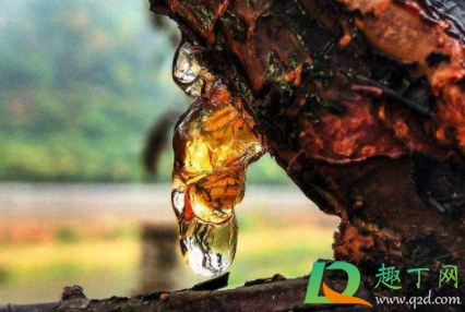 松树滴下来的胶在衣服上怎么洗(松针树胶粘衣服上怎么洗)