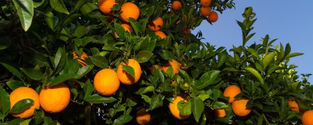 脐橙种植密度跟哪些因素有关系(适合脐橙生长的条件)