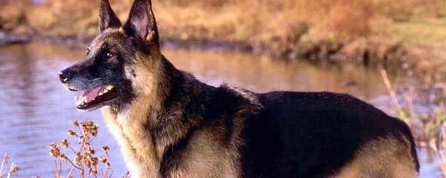 为什么动物能预测地震(为什么动物会预测地震)